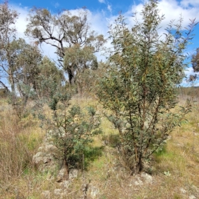 Acacia rubida (Red-stemmed Wattle, Red-leaved Wattle) at Uriarra TSR - 14 Oct 2023 by trevorpreston
