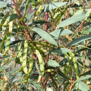 Acacia rubida at Stromlo, ACT - 14 Oct 2023