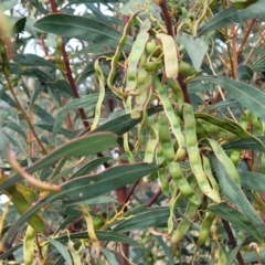 Acacia rubida at Stromlo, ACT - 14 Oct 2023