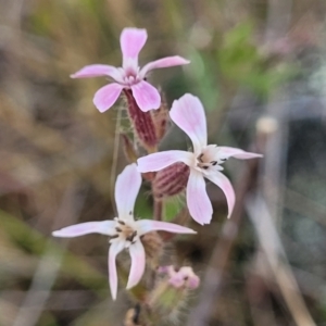 Silene gallica var. gallica at Stromlo, ACT - 14 Oct 2023 02:52 PM