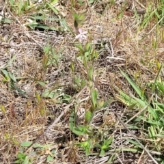 Silene gallica var. gallica at Stromlo, ACT - 14 Oct 2023