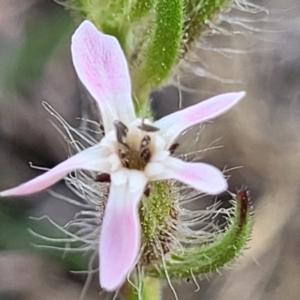 Silene gallica var. gallica at Stromlo, ACT - 14 Oct 2023