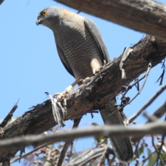 Accipiter fasciatus (Brown Goshawk) at ANBG - 12 Oct 2023 by HelenCross