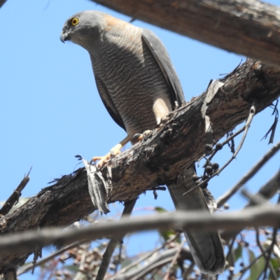 Tachyspiza fasciata (Brown Goshawk) at Acton, ACT - 12 Oct 2023 by HelenCross