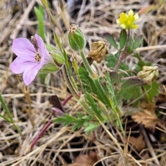 Erodium botrys (Long Storksbill) at Stromlo, ACT - 14 Oct 2023 by trevorpreston