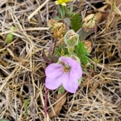 Erodium botrys at Stromlo, ACT - 14 Oct 2023