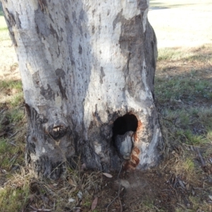 Eucalyptus blakelyi at Kambah, ACT - 13 Oct 2023