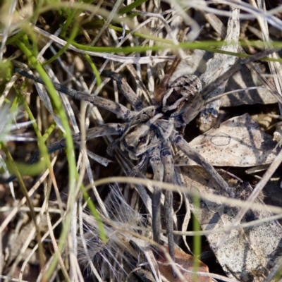 Tasmanicosa sp. (genus) (Unidentified Tasmanicosa wolf spider) at Bungonia, NSW - 1 Oct 2023 by KorinneM