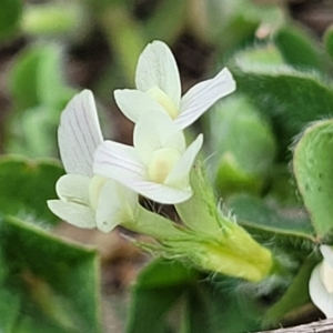 Trifolium subterraneum at Stromlo, ACT - 14 Oct 2023