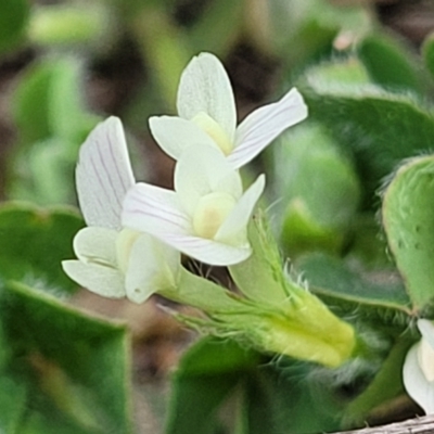 Trifolium subterraneum (Subterranean Clover) at Stromlo, ACT - 14 Oct 2023 by trevorpreston