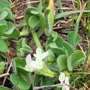 Trifolium subterraneum at Stromlo, ACT - 14 Oct 2023