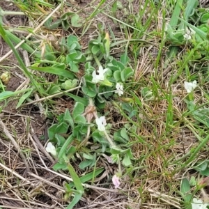 Trifolium subterraneum at Stromlo, ACT - 14 Oct 2023