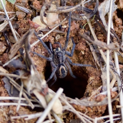 Tasmanicosa sp. (genus) (Unidentified Tasmanicosa wolf spider) at Bungonia, NSW - 1 Oct 2023 by KorinneM