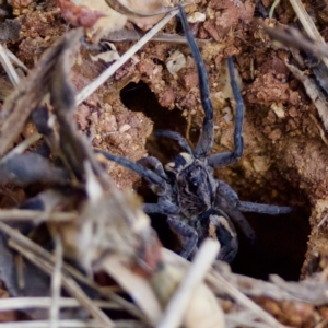 Tasmanicosa sp. (genus) at Bungonia, NSW - 1 Oct 2023