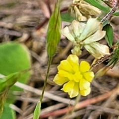 Trifolium dubium at Stromlo, ACT - 14 Oct 2023