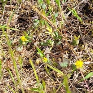 Trifolium dubium at Stromlo, ACT - 14 Oct 2023