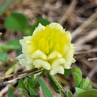 Trifolium campestre (Hop Clover) at Stromlo, ACT - 14 Oct 2023 by trevorpreston