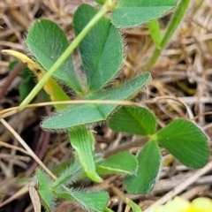 Trifolium campestre at Stromlo, ACT - 14 Oct 2023