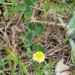 Trifolium campestre at Stromlo, ACT - 14 Oct 2023