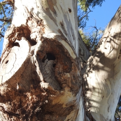 Eucalyptus blakelyi (Blakely's Red Gum) at Kambah, ACT - 12 Oct 2023 by HelenCross