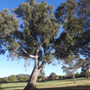 Eucalyptus blakelyi at Kambah, ACT - 13 Oct 2023