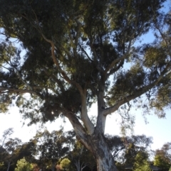 Eucalyptus blakelyi at Kambah, ACT - 13 Oct 2023 06:59 AM