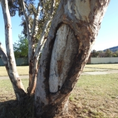 Eucalyptus blakelyi (Blakely's Red Gum) at Kambah, ACT - 12 Oct 2023 by HelenCross