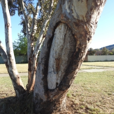 Eucalyptus blakelyi (Blakely's Red Gum) at Kambah, ACT - 12 Oct 2023 by HelenCross