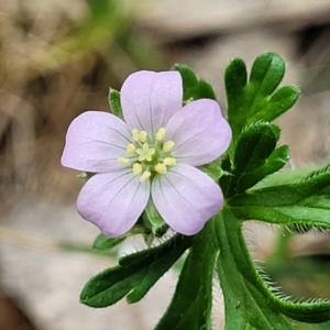 Geranium solanderi var. solanderi at Stromlo, ACT - 14 Oct 2023