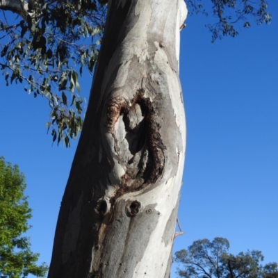 Eucalyptus blakelyi (Blakely's Red Gum) at Kambah, ACT - 12 Oct 2023 by HelenCross