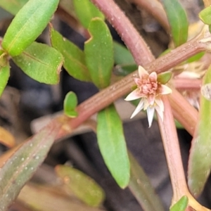 Alternanthera denticulata at Stromlo, ACT - 14 Oct 2023 02:44 PM