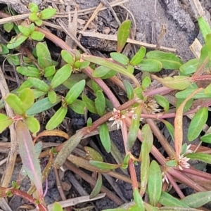 Alternanthera denticulata at Stromlo, ACT - 14 Oct 2023 02:44 PM