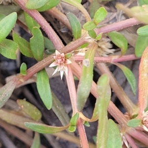 Alternanthera denticulata at Stromlo, ACT - 14 Oct 2023 02:44 PM