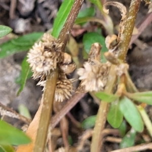 Alternanthera denticulata at Stromlo, ACT - 14 Oct 2023