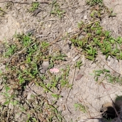 Alternanthera denticulata at Stromlo, ACT - 14 Oct 2023 02:44 PM