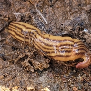 Fletchamia quinquelineata at Stromlo, ACT - 14 Oct 2023