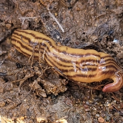 Fletchamia quinquelineata (Five-striped flatworm) at Uriarra TSR - 14 Oct 2023 by trevorpreston