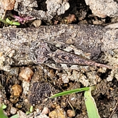 Tetrigidae (family) (Pygmy grasshopper) at Stromlo, ACT - 14 Oct 2023 by trevorpreston