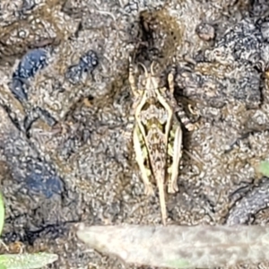 Tetrigidae (family) at Stromlo, ACT - 14 Oct 2023