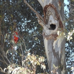Eucalyptus blakelyi (Blakely's Red Gum) at Kambah, ACT - 13 Oct 2023 by HelenCross