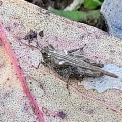 Tetrigidae (family) at Stromlo, ACT - 14 Oct 2023