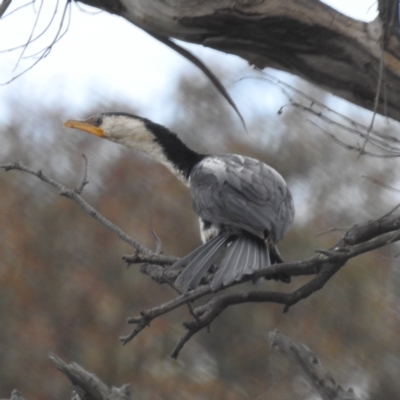 Microcarbo melanoleucos (Little Pied Cormorant) at Tuggeranong, ACT - 13 Oct 2023 by HelenCross