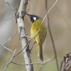 Nesoptilotis leucotis (White-eared Honeyeater) at Tuggeranong, ACT - 13 Oct 2023 by HelenCross