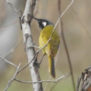 Nesoptilotis leucotis at Tuggeranong, ACT - 14 Oct 2023