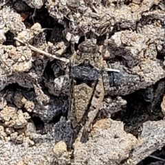 Tetrigidae (family) (Pygmy grasshopper) at Stromlo, ACT - 14 Oct 2023 by trevorpreston