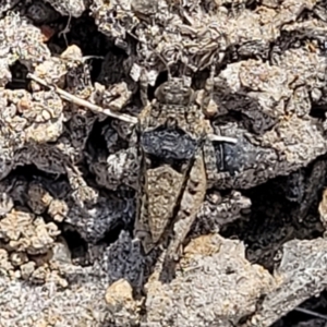 Tetrigidae (family) at Stromlo, ACT - 14 Oct 2023