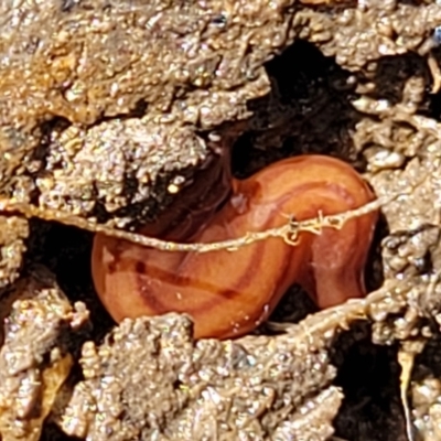Anzoplana trilineata (A Flatworm) at Uriarra TSR - 14 Oct 2023 by trevorpreston