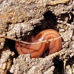 Anzoplana trilineata at Stromlo, ACT - 14 Oct 2023 02:37 PM