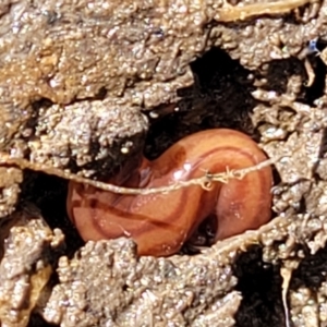 Anzoplana trilineata at Stromlo, ACT - 14 Oct 2023