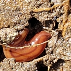 Anzoplana trilineata at Stromlo, ACT - 14 Oct 2023 02:37 PM